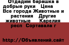 Отдадим барашка в добрые руки › Цена ­ 1 - Все города Животные и растения » Другие животные   . Карелия респ.,Сортавала г.